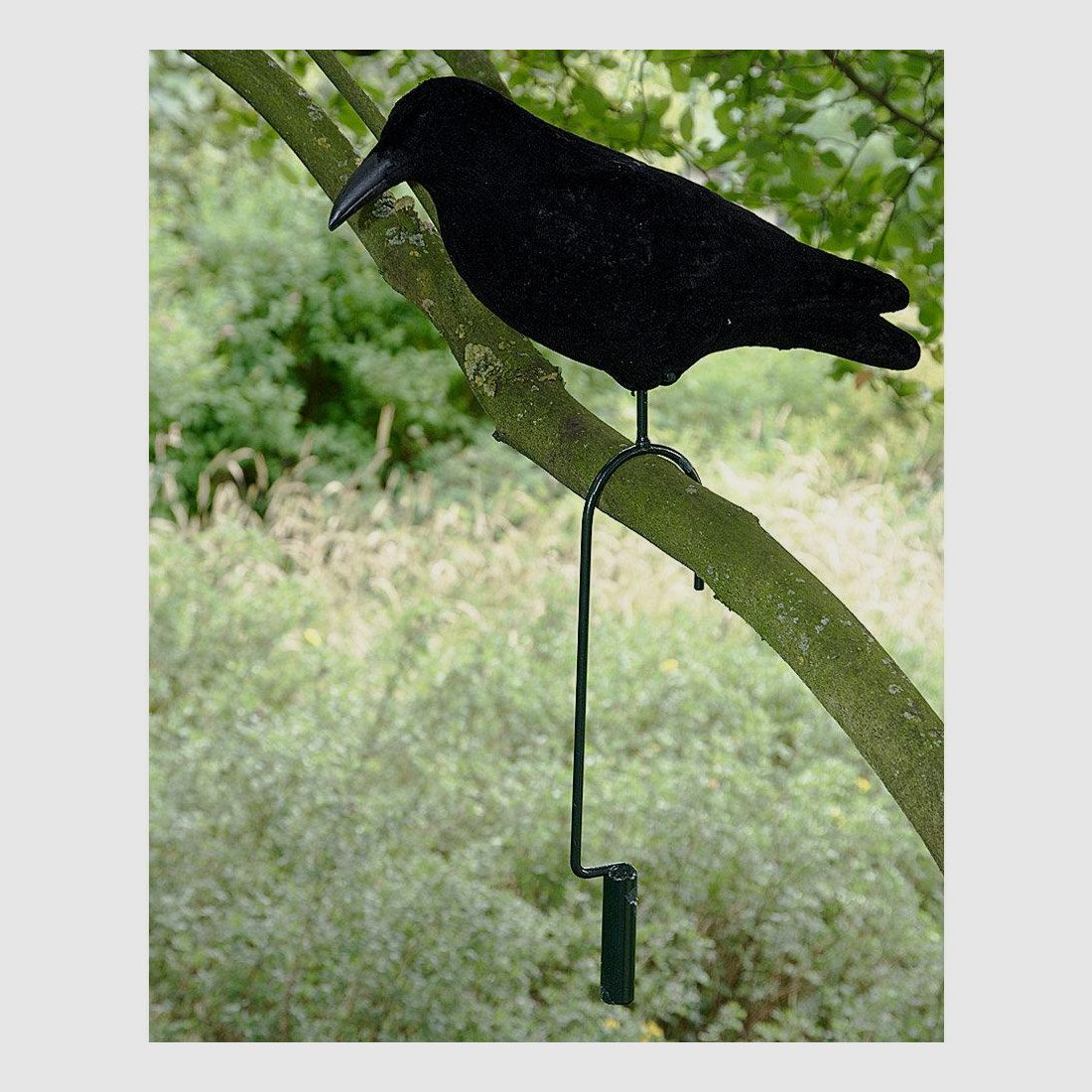 Lifthaken für Tauben/Krähen