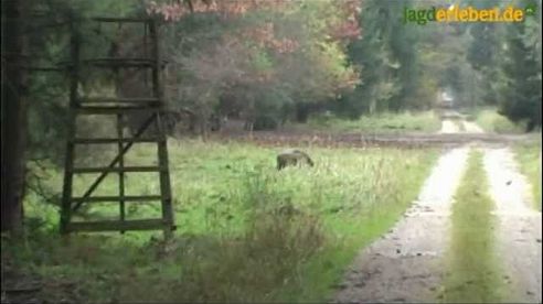 Schwarzwild im Ebersberger Forst