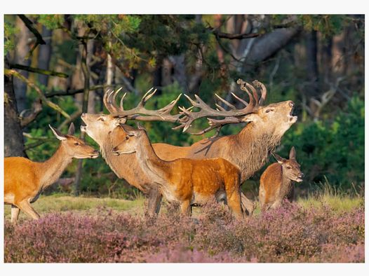 Carte pliée avec motif de cerf