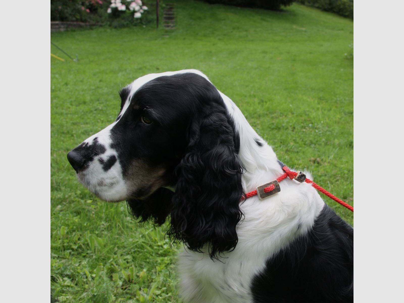 AKAH Caccia Moxon Line