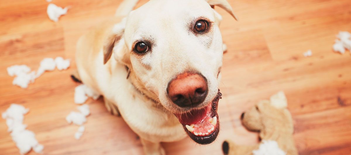 The Puberty in Dogs