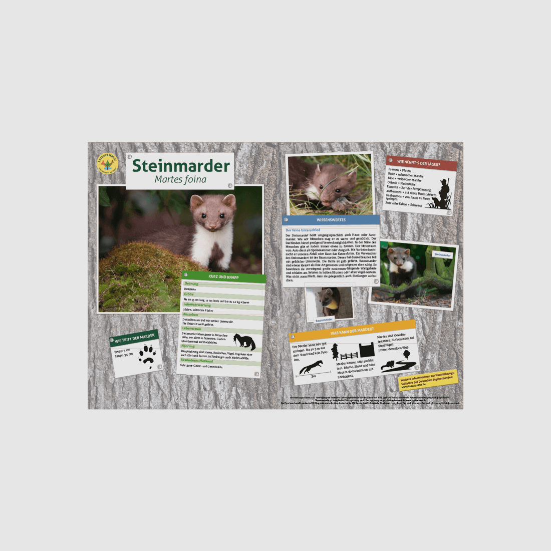Luogo di apprendimento Natura Tabella degli animali DIN A3 Martore