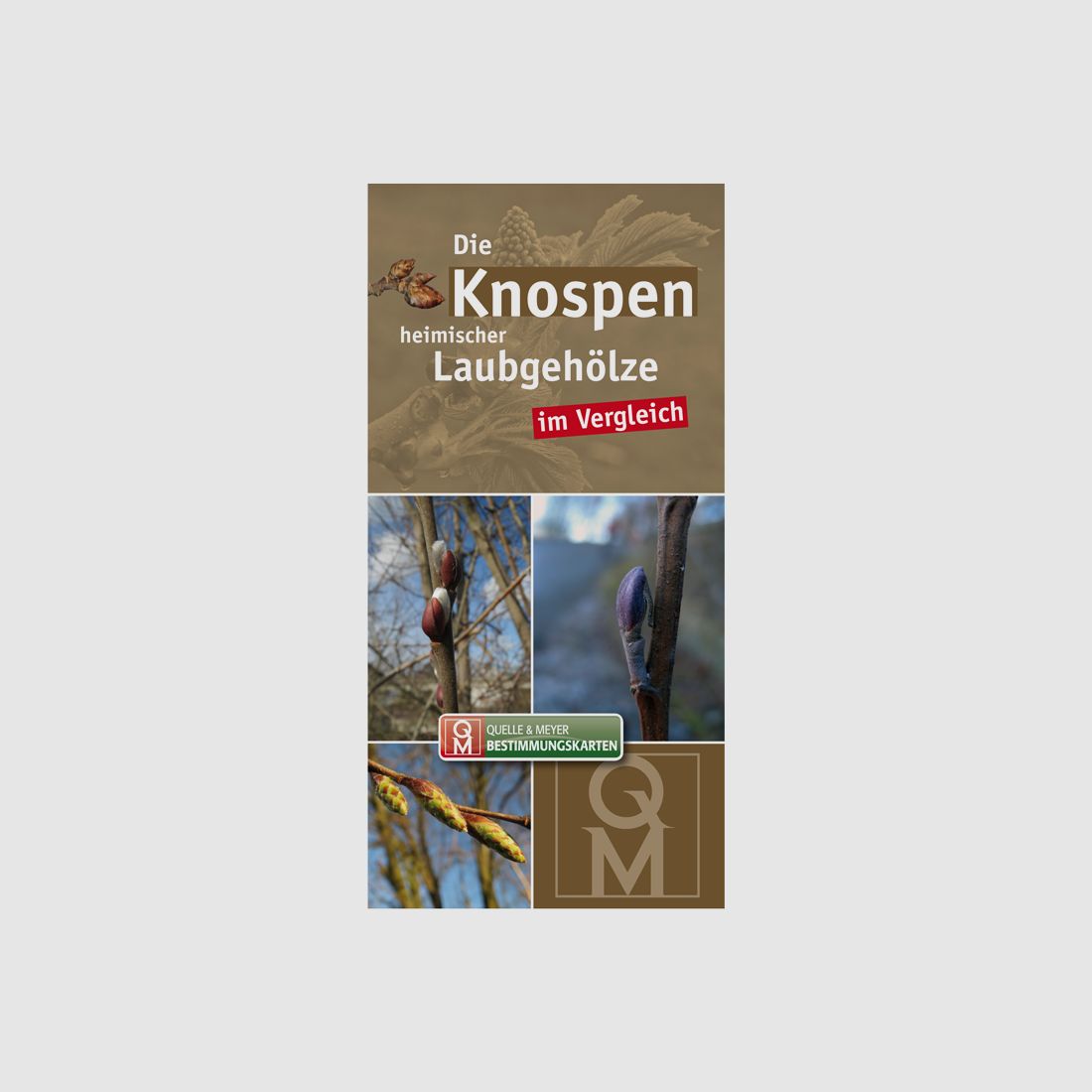 Bestimmungskarte „Die Knospen heimischer Laubgehölze“