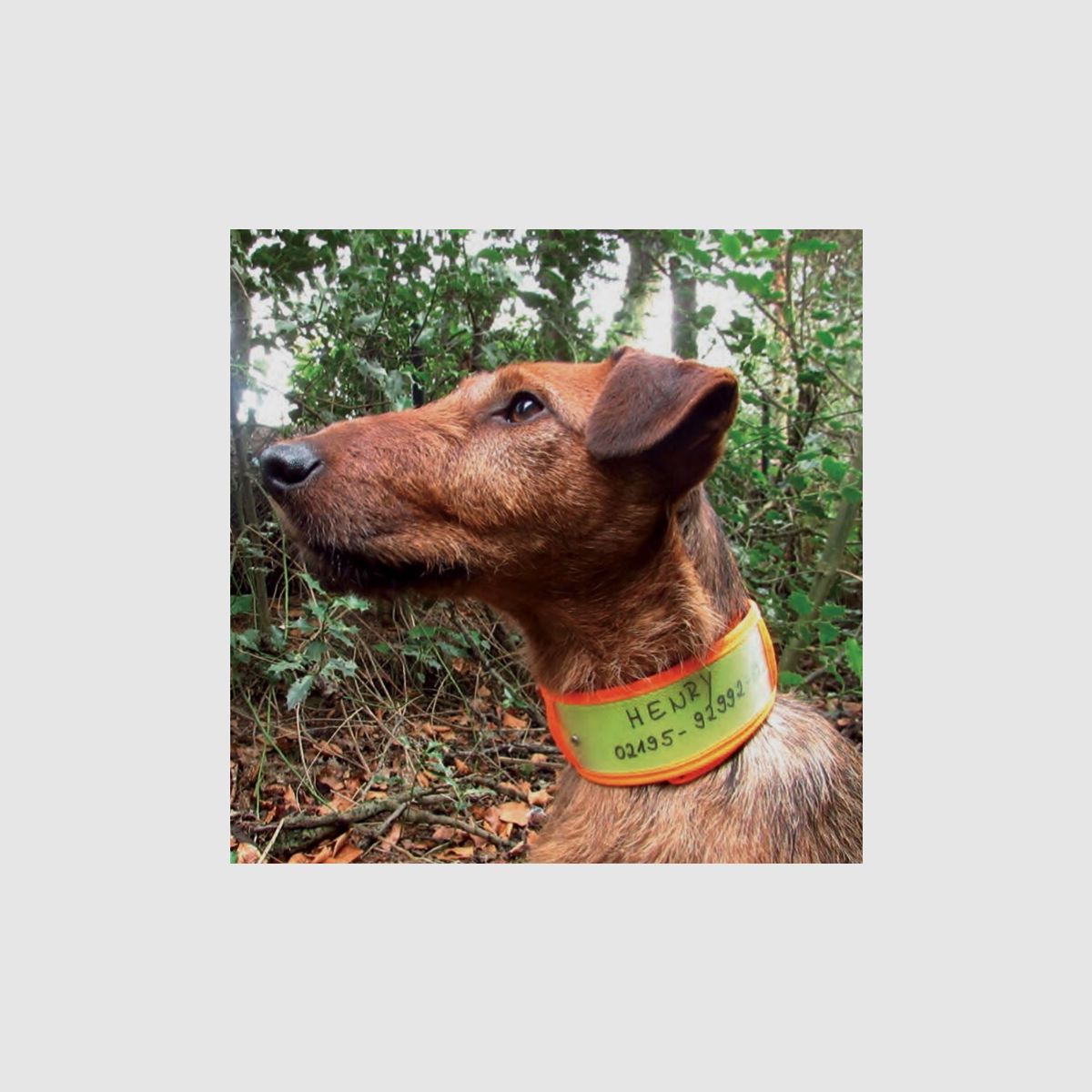 NIGGELOH Avviso collare Giallo/ Arancione