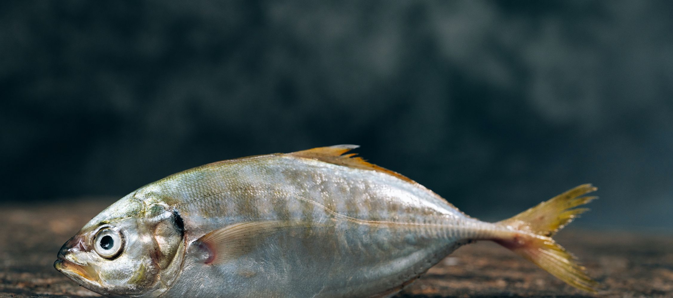 Die besten Apps zur Fischbestimmung: Welchen Fisch habe ich gefangen?