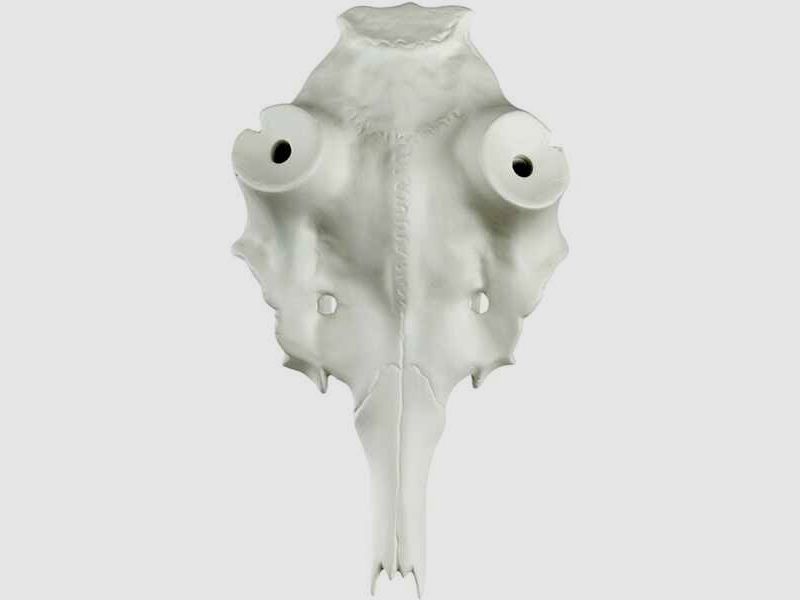 Damhirschschädel gegossen aus Leichtmetall ideal für Rosenstockdurchmesser 50/55mm