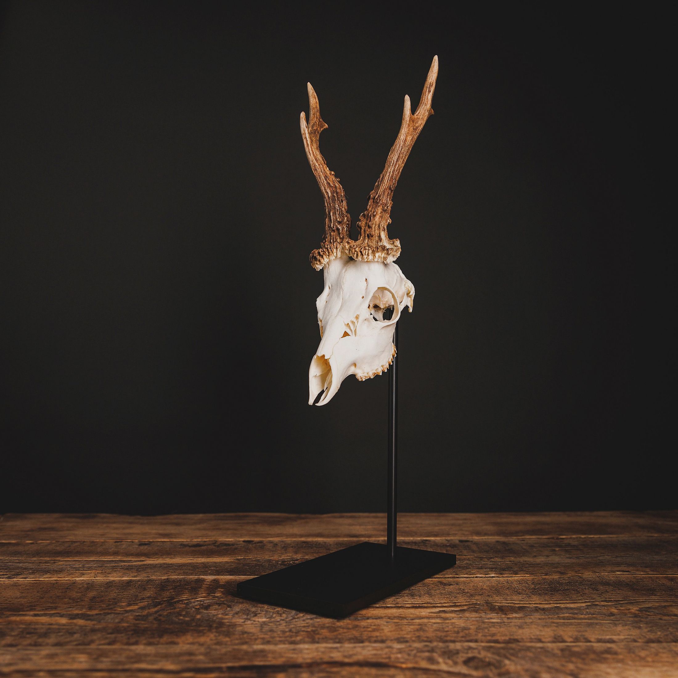 Waidmetall Trophystandaard voor Ree