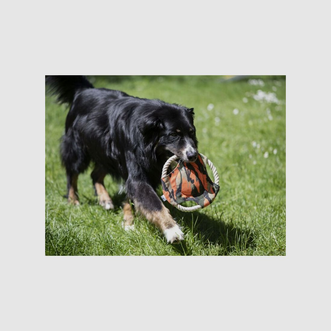 Farm-Land Hunde Frisbee Camo