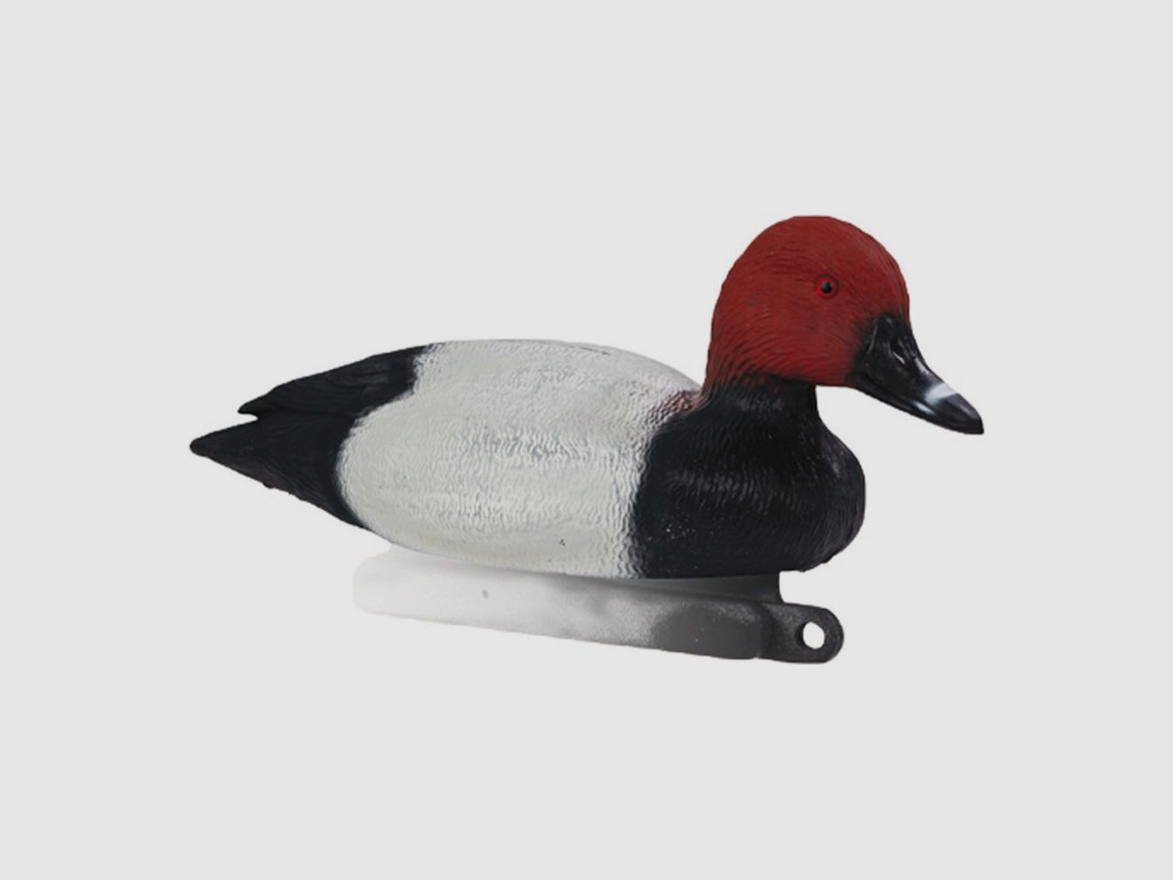 Anatra maschio di mestolone Stepland