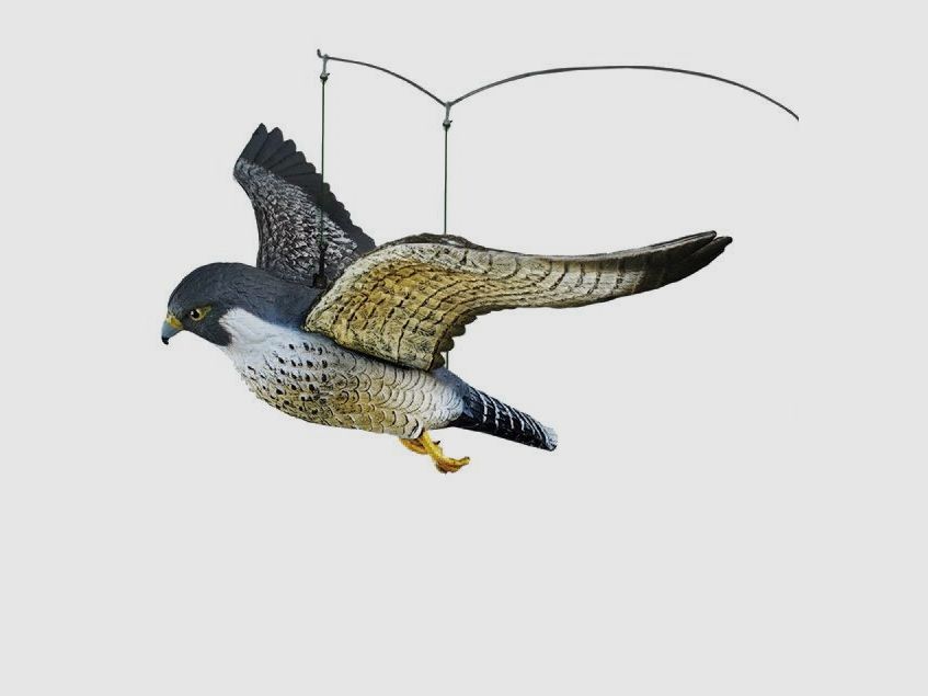 Peregrine Falcon