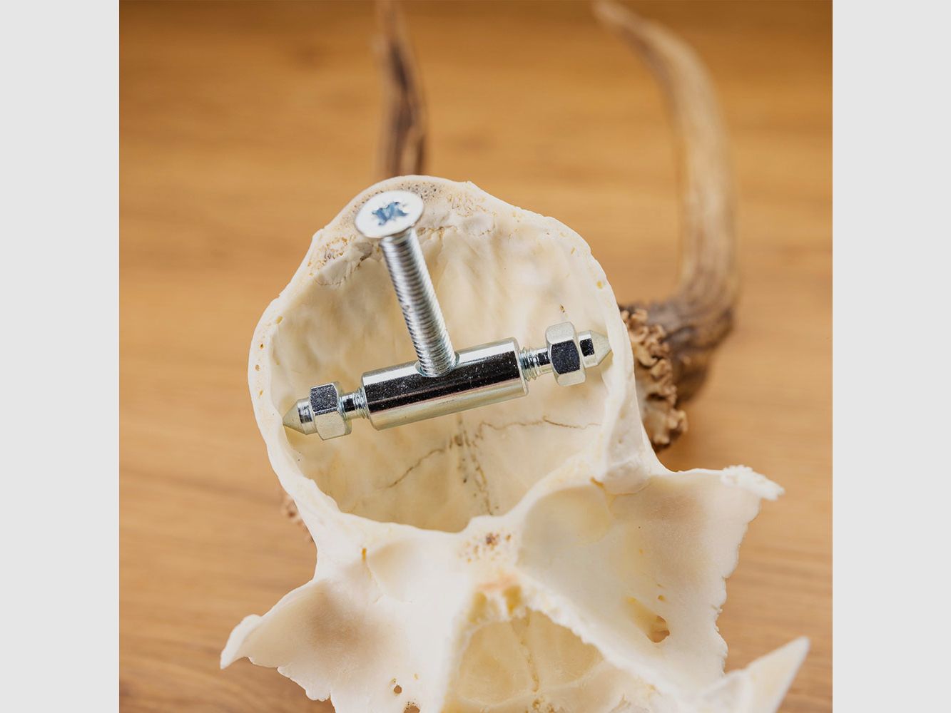 Morsetto e vite per corna di capriolo - 2 pezzi