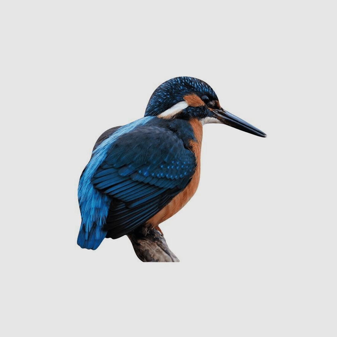 Tieraufsteller Eisvogel