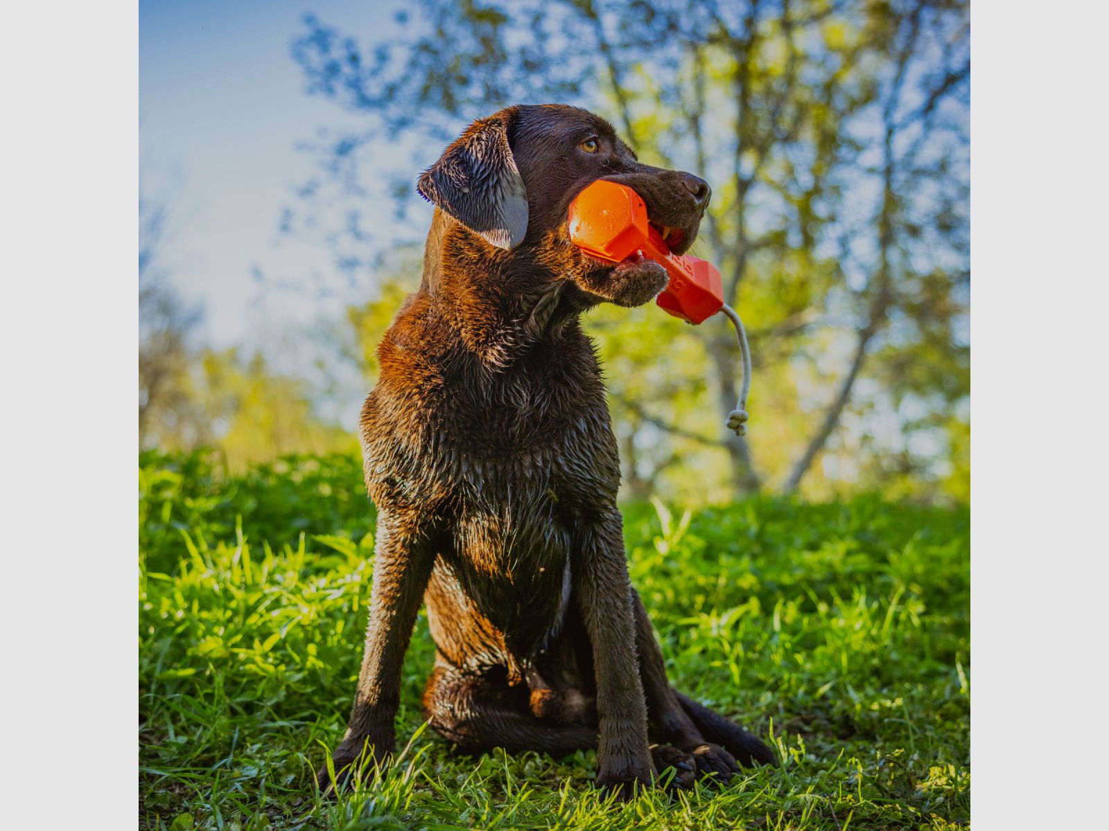 HP&G Apportierdummy Balance Bumper 320g Arancione