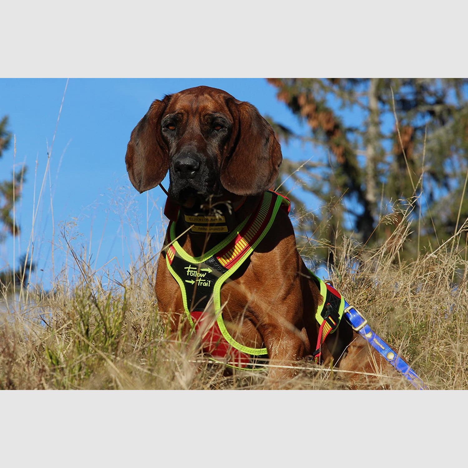NIGGELOH FOLLOW TRAIL Schweißgeschirr für Hunde, Bild 4 von 5