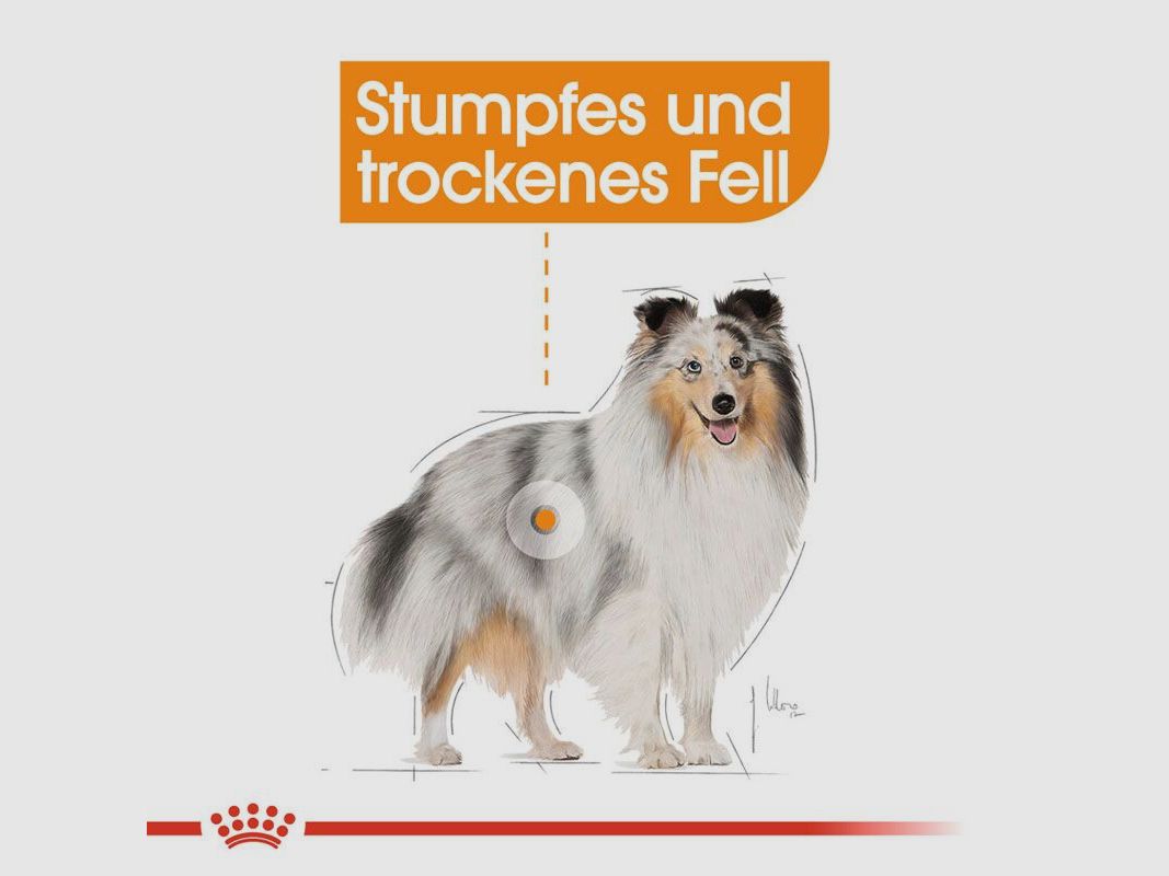 ROYAL CANIN Kleine Hunde Trockenfutter Coat Care für glänzendes Fell 3 Kg