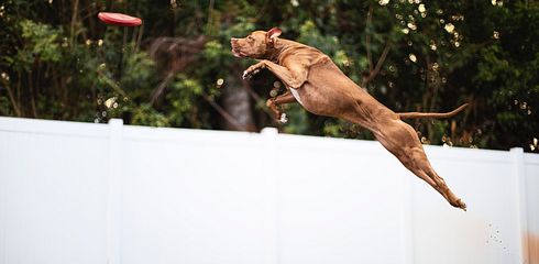 Wie man einem Hund das Anspringen abgewöhnt und den Hund besser erzieht