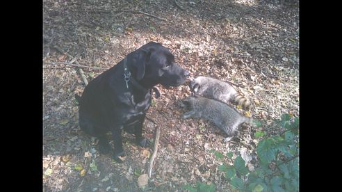 Oktoberjagd 2.Teil Jagd auf Damwild ,Waschbär und Rehwild