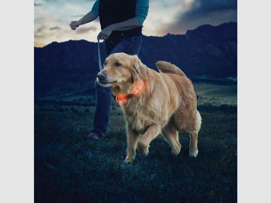NITE DAWG LED HUNDEHALSBAND - L