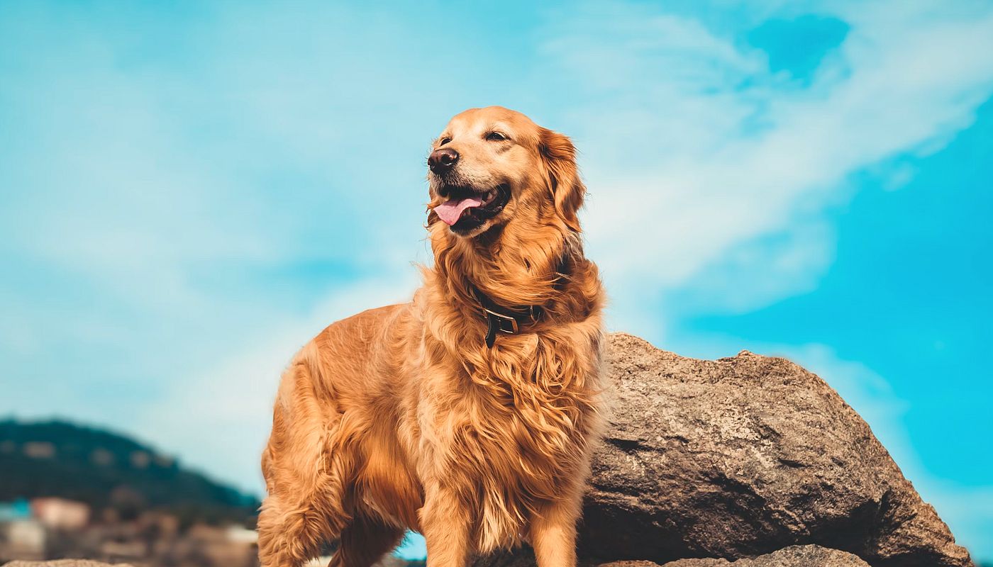 Golden Retriever - alle Infos zur beliebten Hunderasse