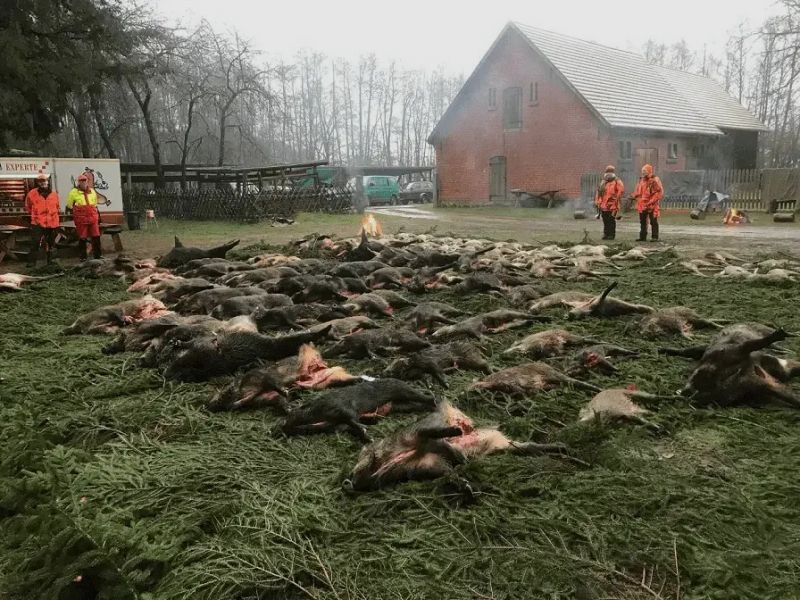 3 Tage Drückjagd in Brandenburg - Adrenalin pur *7000 HA*