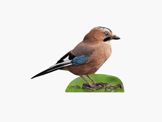 Tieraufsteller Eichelhäher