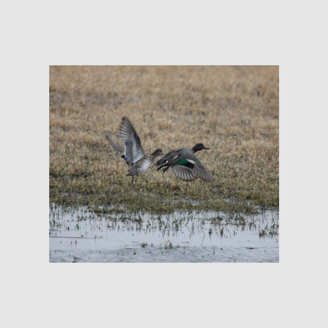 Appeau pour sarcelle femelle Primos Bluewing Teal Duck, image 2 sur 2