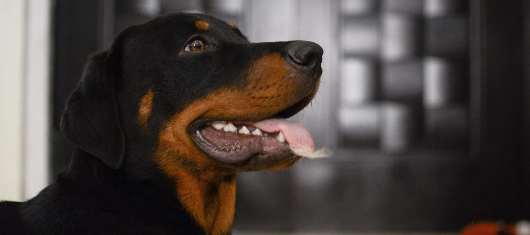 Rottweiler - eine kurze Übersicht über die Rasse