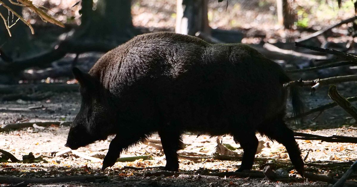 Das Leica Calonox im Dauertest Das Leica Calonox im Dauertest