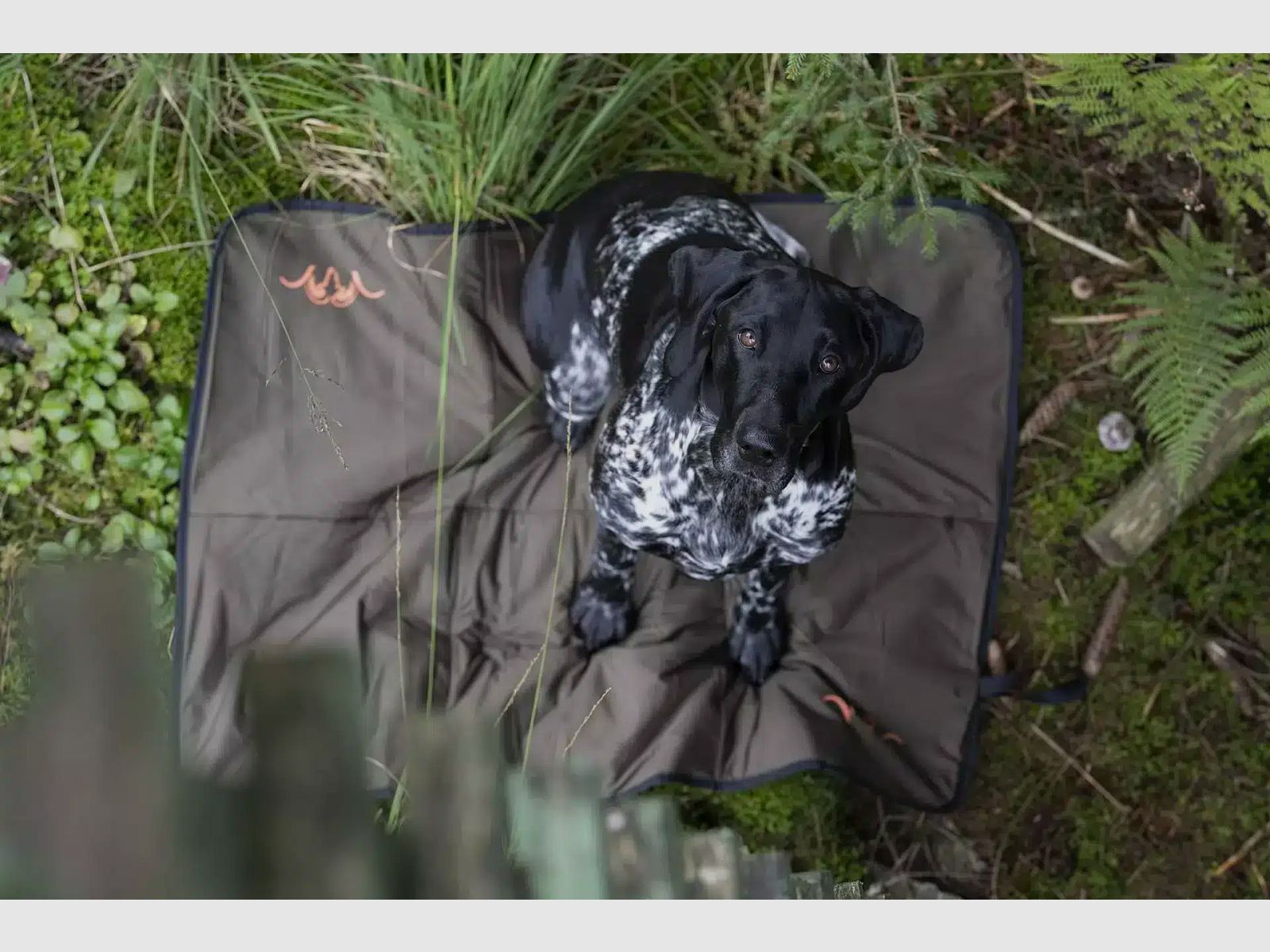 Manta para perros Blaser verde oliva oscuro 70×100 cm