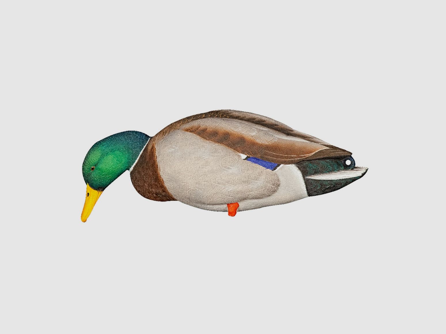 Avian-X AXP Full Body Mallard Fusion Pack señuelos de ánade real, imagen 5 de 8