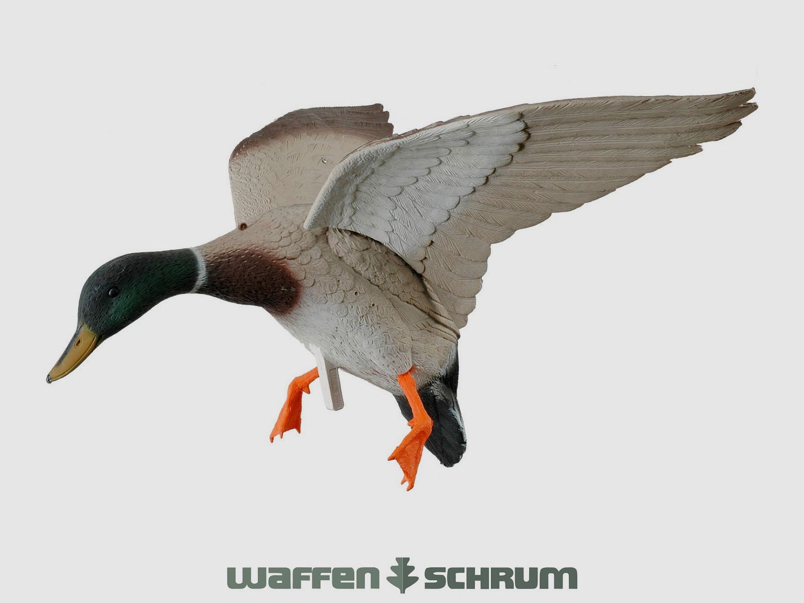 Lockente mit Schwingen im Landeanflug
