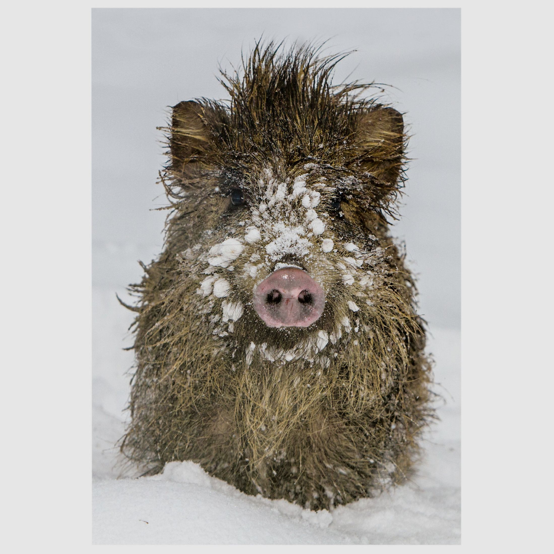 Klappkarte mit Wildschweinmotiv