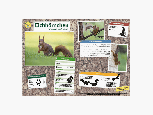 Lernort Natur-Tiertafel DIN A3 Eichhörnchen