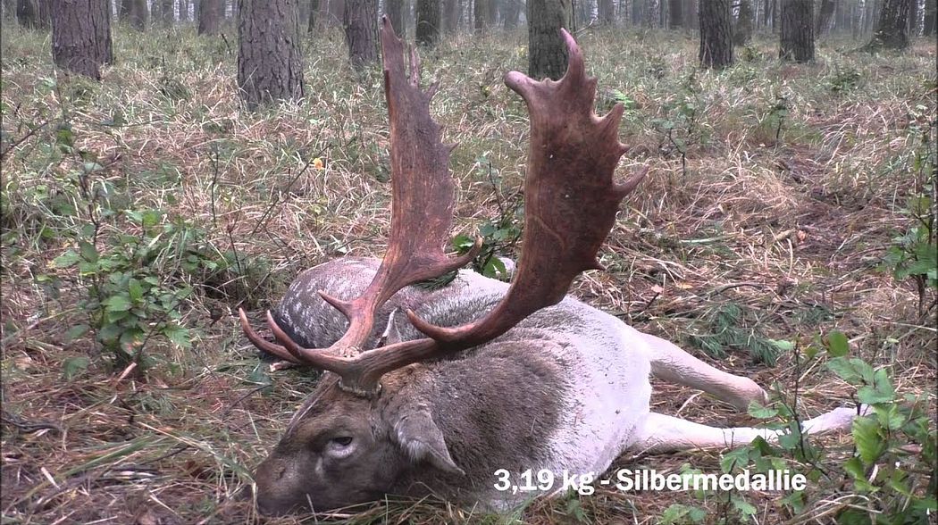 Damwildbrunft in Polen - starker Medallien - Schaufler wird erlegt!