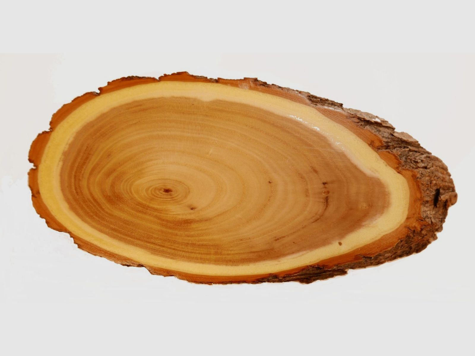 Scudo di Acacia Capriolo
