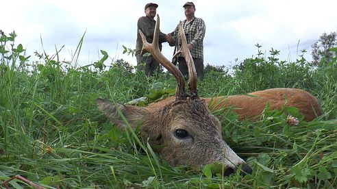 Goldmedaillenbock und faszinierende Jagdszenen aus Pommern und Masuren - Bockjagd in Polen