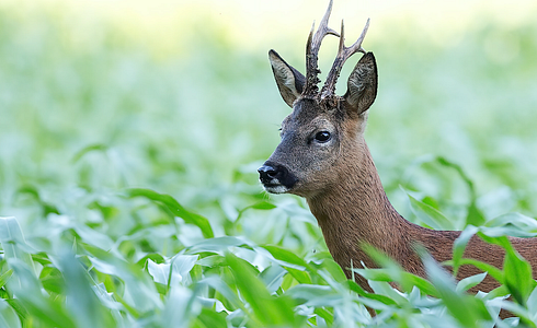 Jagd im Sommer - die beste Ausrüstung