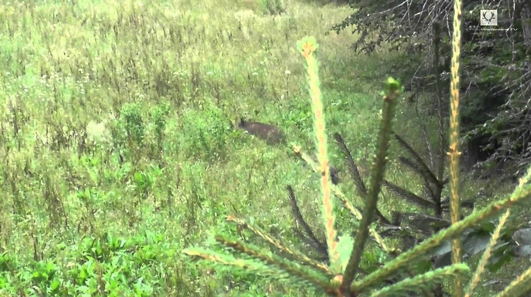 Sauen ohne Ende! / Incredible number of wild boars!