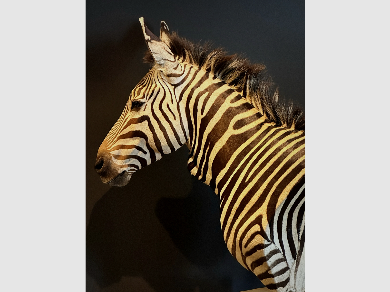 Zebra-Schulterpräparat, Bild 14 von 15