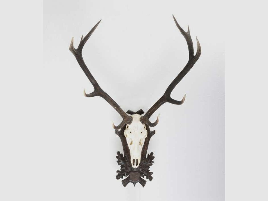 10-point stag antlers, image 1 of 10