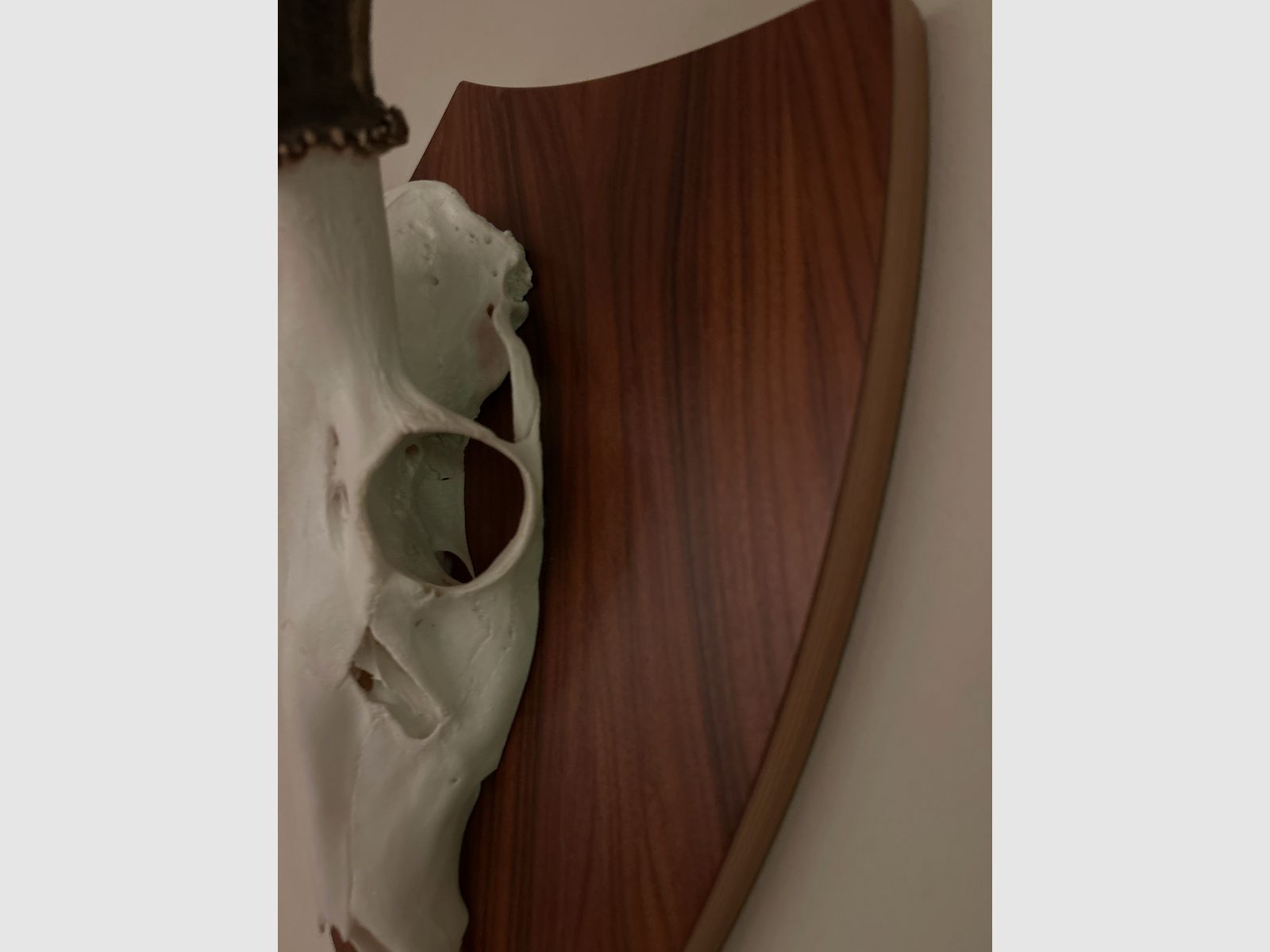 Ich hab aus Kirschbaumholz selbstgemachte Trophäenschilder für Dam- und Sikawild.
