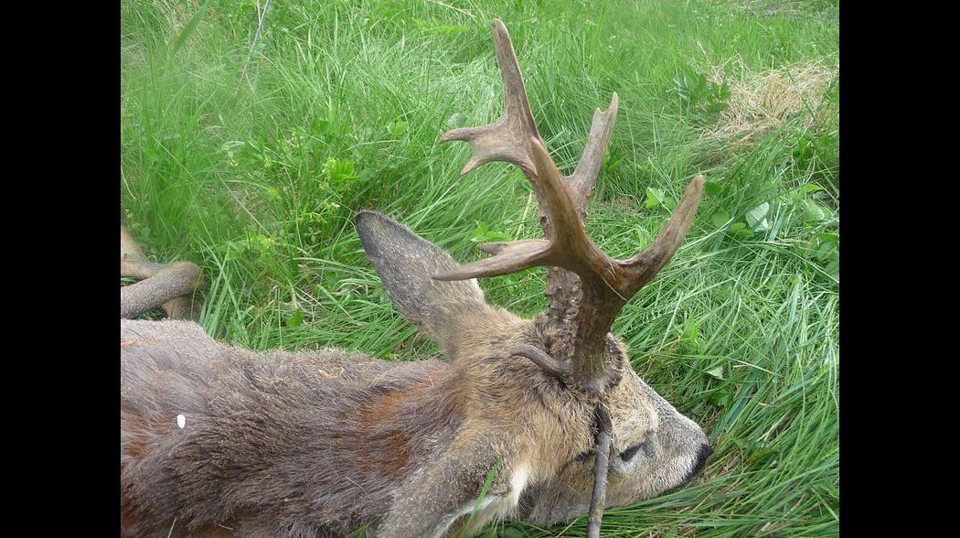 polowanie na kozła rogacza jagt Kapitale roeh bock jagd Poland Gorlice  buck hunting  Jakter chasse