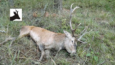 Stalking medal red deer during the rut - Rykowisko 2015 - Hirschjagd in Polen