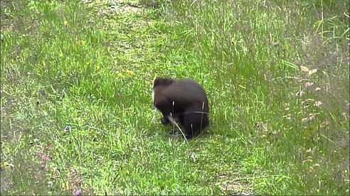 Baummarder vor den Hochsitz gemäuselt