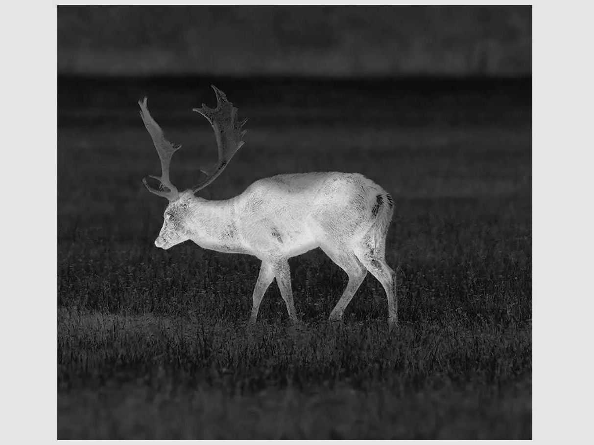 Pulsar Pulsar Helion XP38