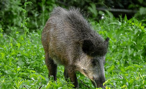 Wildschadensverhütung - die wichtigsten Infos