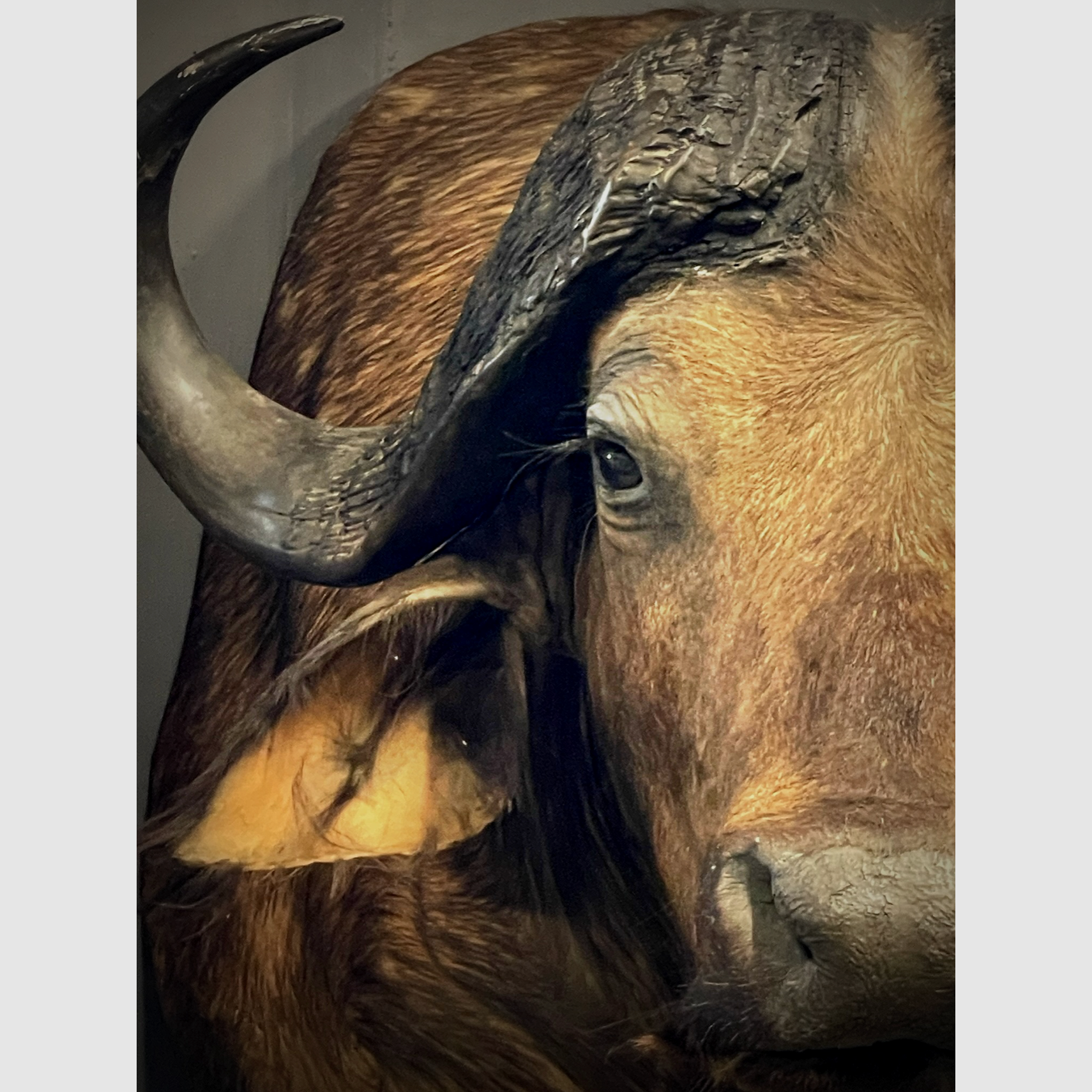 Shouldermount Buffalo caffer-caffer, afbeelding 2 van 9