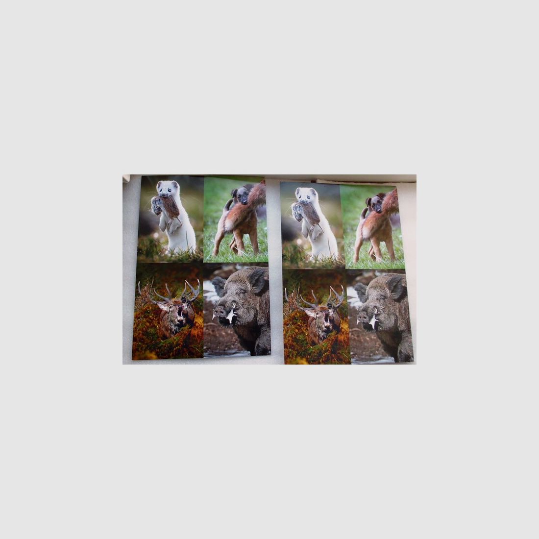 12 Postkarten Wildmotiv, neuwertig, für Treibjagdeinladung usw.