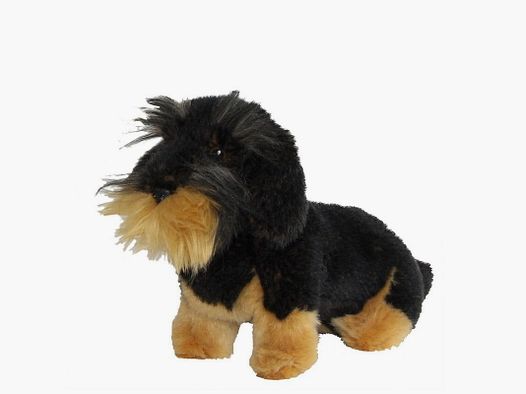 AKAH Dachshund de pelo duro pequeño