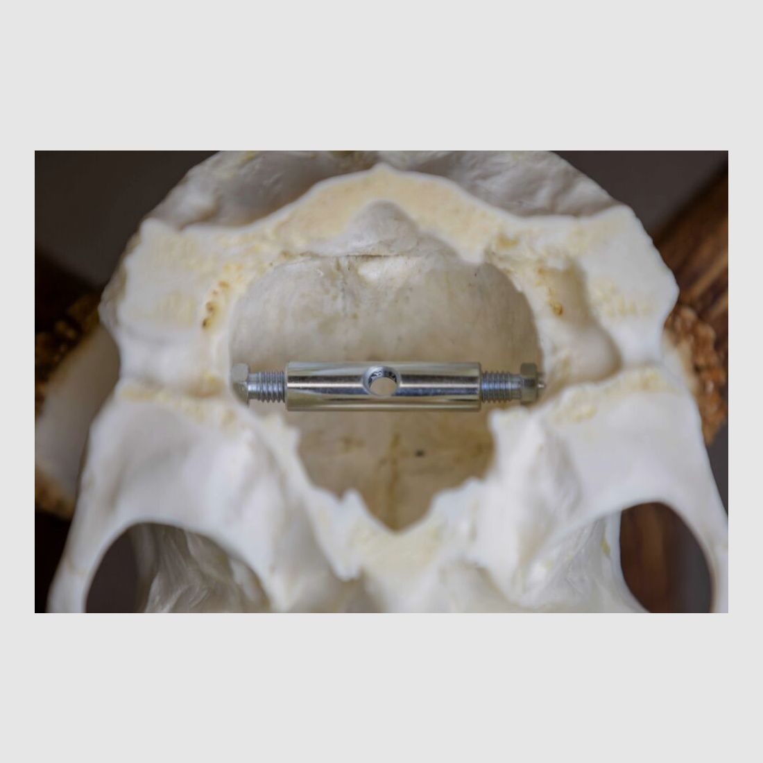 Eurohunt klamra na rogi dla sarny